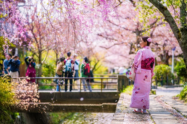 გაზაფხულის ყველაზე ლამაზი მოვლენა დაიწყო – იაპონიაში საკურა აყვავდა