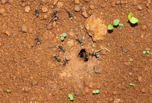 black-ants-1545825-640-1617094048.jpg