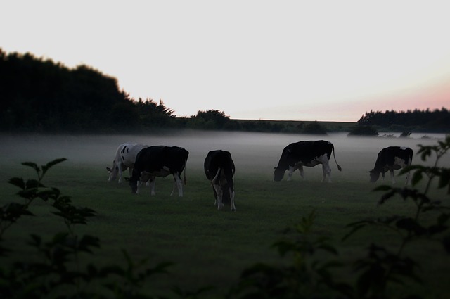 cows-in-the-fog-1709242-640-1617094352.jpg