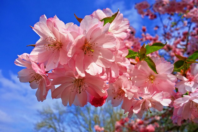 cherry-blossom-3320018-640-1617705766.jpg