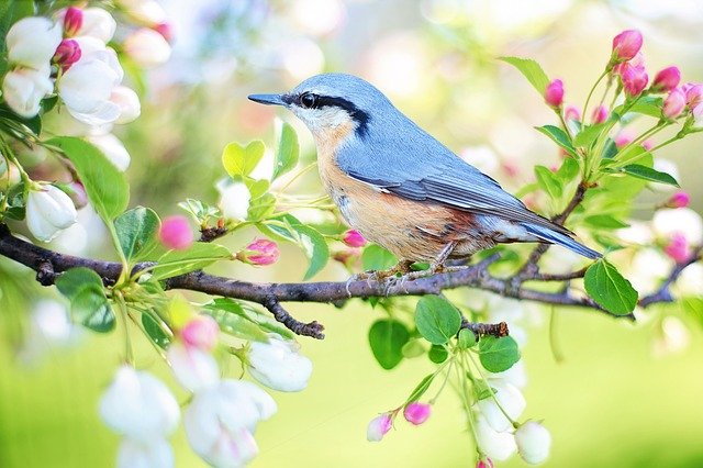 spring-bird-2295431-640-1617705927.jpg
