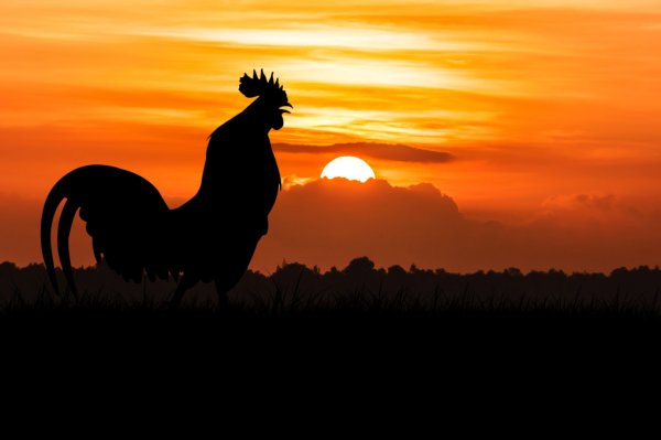 depositphotos-91019296-stock-photo-silhouette-of-roosters-crow-on-1619608031.jpg