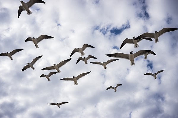 შეუძლიათ თუ ფრინველებს ამინდის პროგნოზირება? - ხალხური გადმოცემები