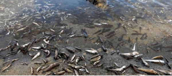 გლობალური დათბობის შედეგები ესპანეთში – ტონობით დაღუპული თევზი სანაპიროზე გამოირიყა