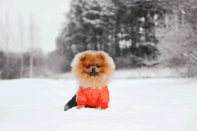 რჩევები, როგორ მოუაროთ მეგობარ ცხოველებს ცივ ზამთარში