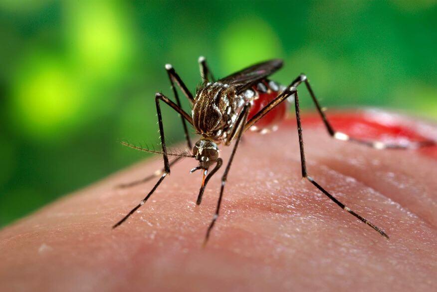 2023 წლის ცხელი ივნისი და მსოფლიო ახალი გამოწვევების წინაშე - ევროპის 13 ქვეყანაში დენგეს ცხელებისა და ჩიკუნგუნიას ვირუსის გადამტანი კოღოები გაჩნდა
