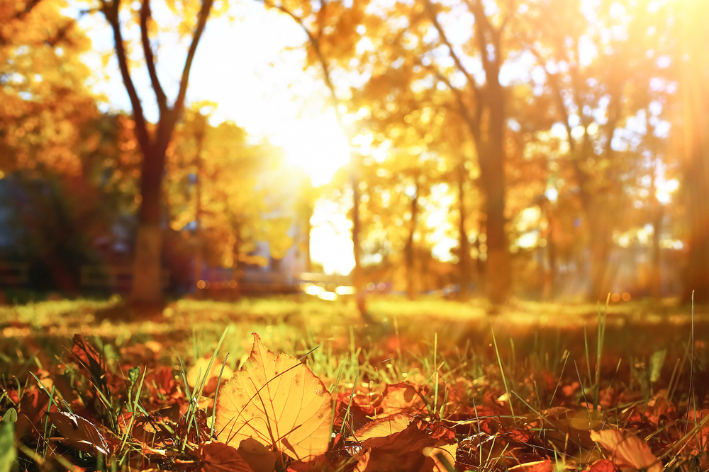 ისტორიაში ყველაზე თბილი ოქტომბერი დაფიქსირდა