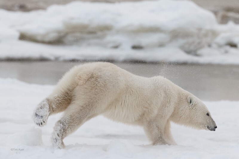 ცხოველები, რომლებიც ყინვაში ცხოვრობენ - საინტერესო ფაქტები პოლარულ დათვებზე