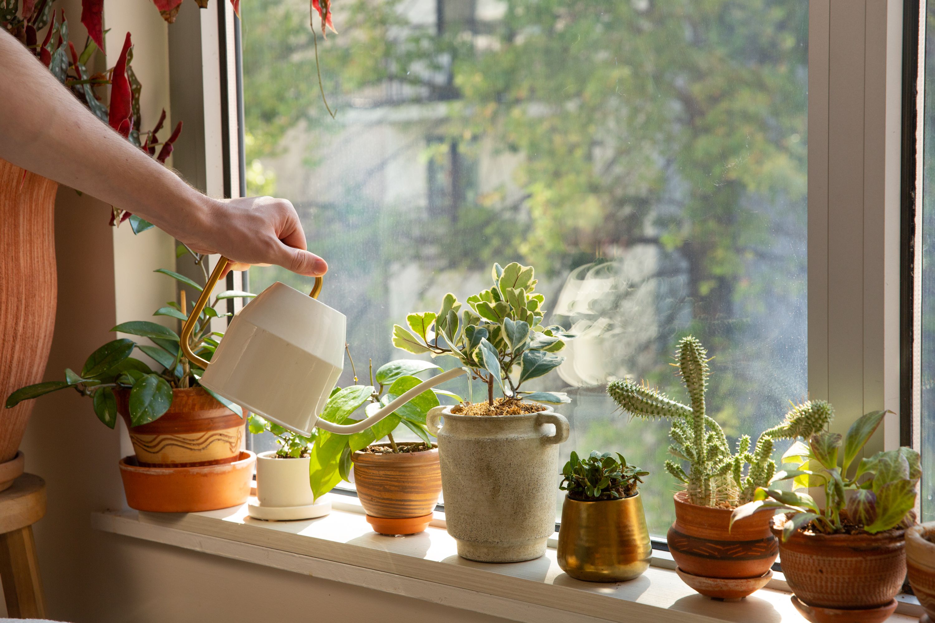 რა უნდა იცოდეთ, თუ ზაფხულის სიცხეში ოთახის მცენარეებს რამდენიმე დღით ტოვებთ
