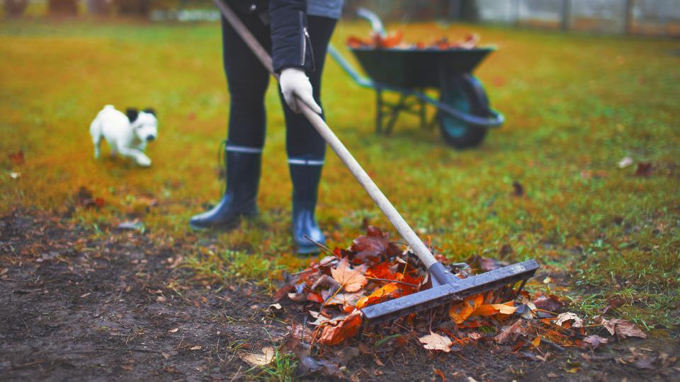 ეზოს მცენარეების მოვლა ნოემბერში - პრაქტიკული რჩევები სიცივესთან გასამკლავებლად