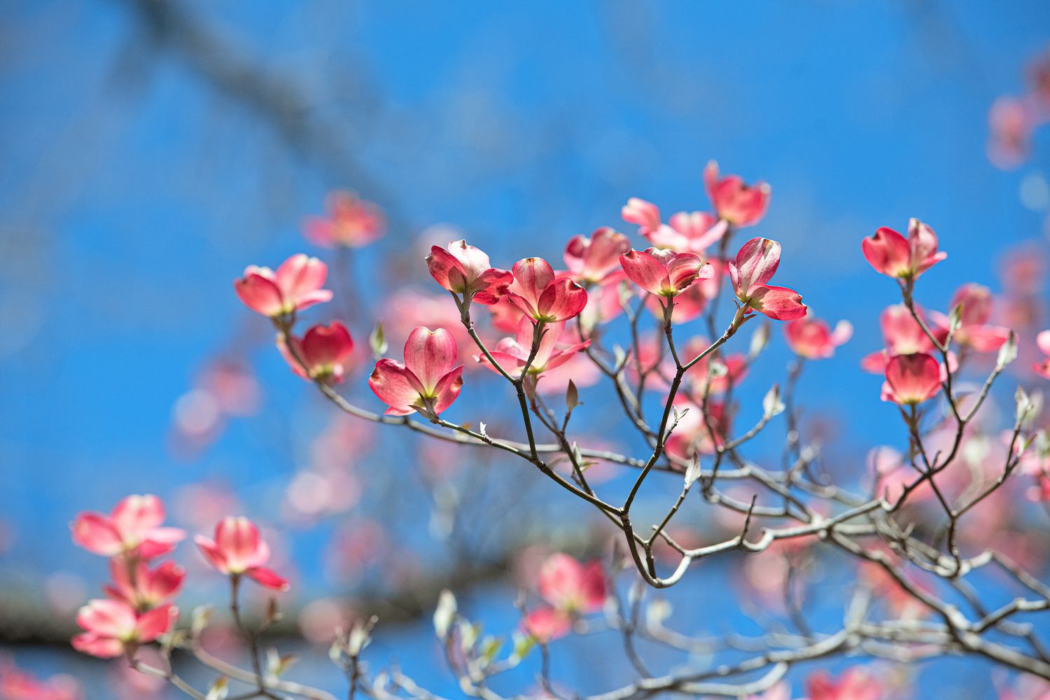 დასავლეთ საქართველოში თბილი და უნალექო ამინდი, აღმოსავლეთში გაწვიმდება - ამინდის პროგნოზი დეტალურად