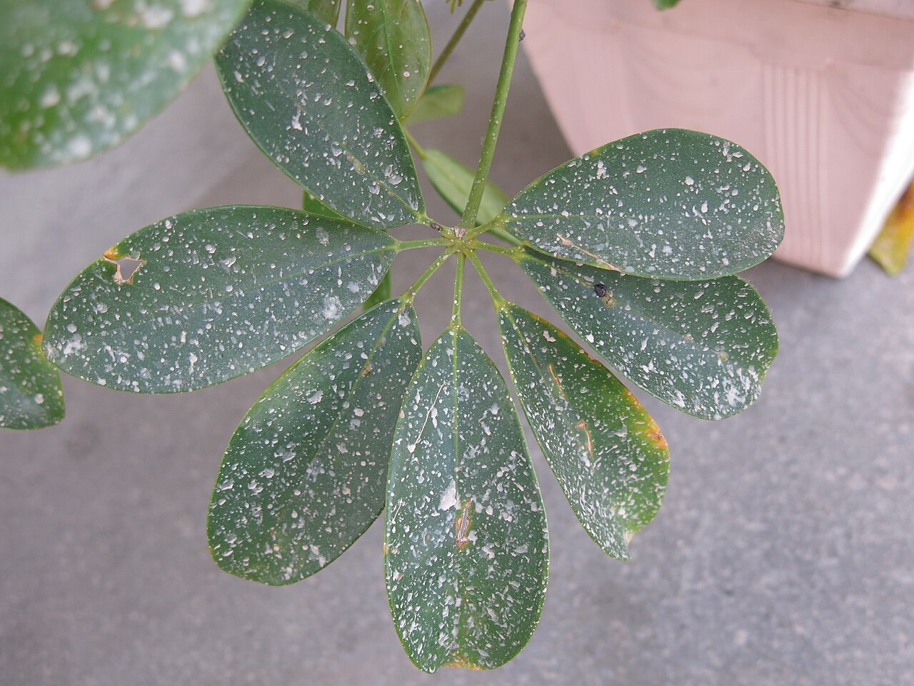 იცით, რა სარგებელი მოაქვს "ტალახიან წვიმას"?